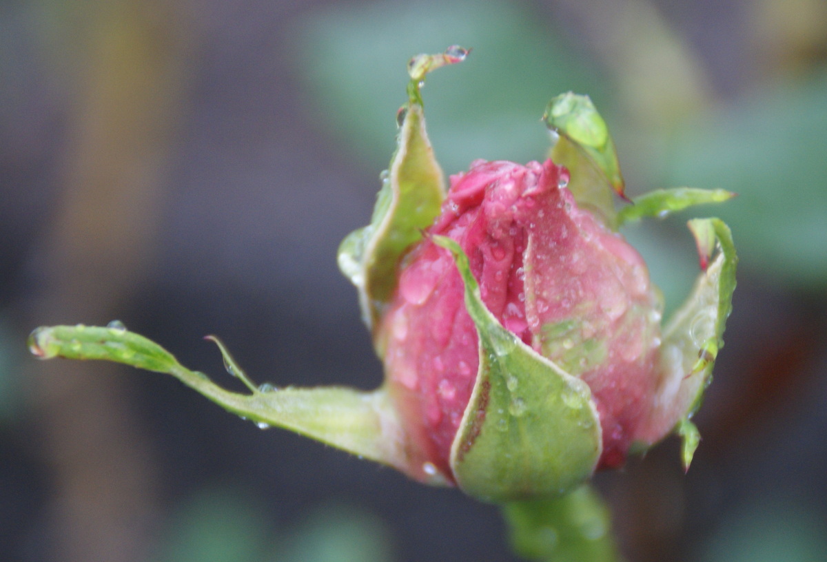 Organic Garden Dreams January Roses
