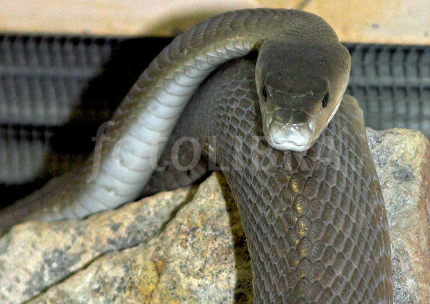 Ular Mamba Hitam