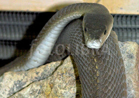 Black Mamba Black Mamba