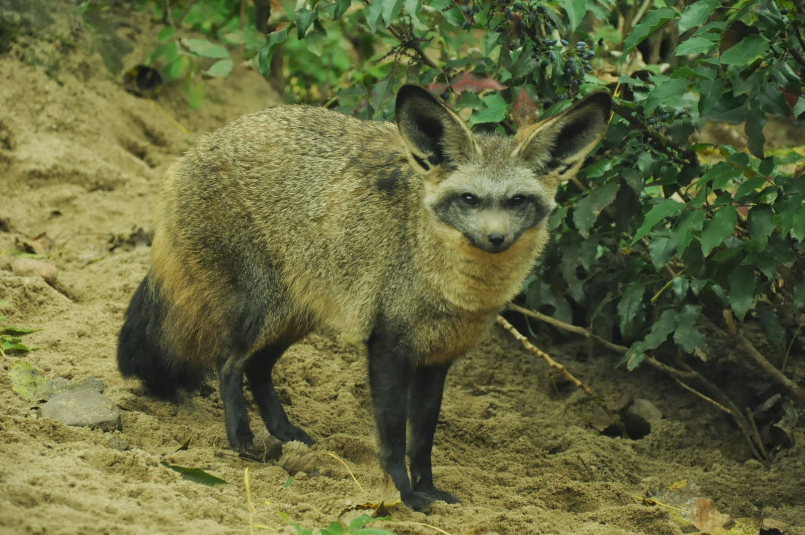 Bat Eared Fox Animals Facts & Latest Pictures The Wildlife