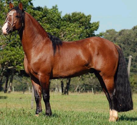 O DOMADOR DE CAVALOS - Em busca do CAVALO DA NEVE, o melhor cavalo