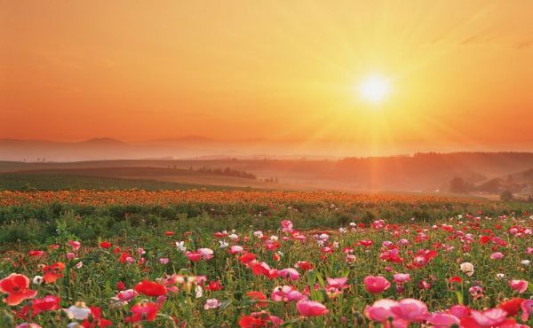 flowers for flower lovers.: Flowers natural scenery photos.