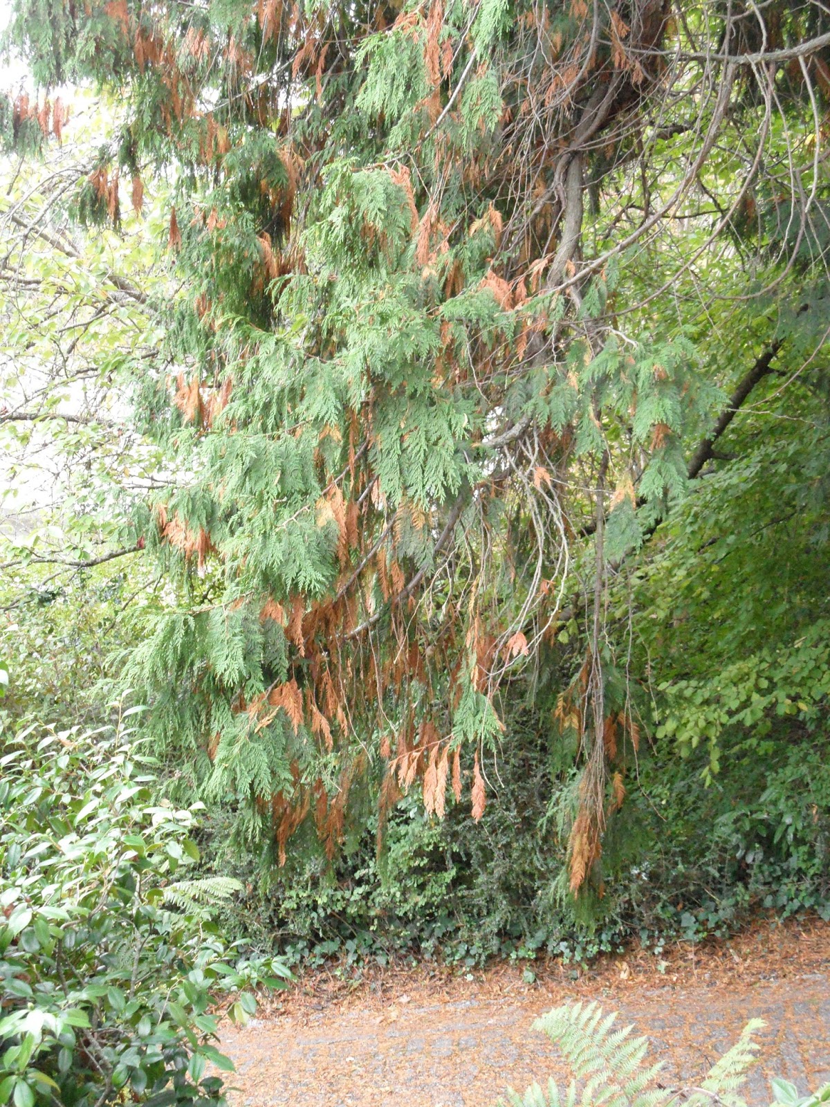 Why Are Our Evergreens Turning Brown? Charlie's Weather