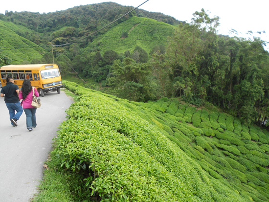 Melawat Ladang Teh BOH di Cameron Highlands