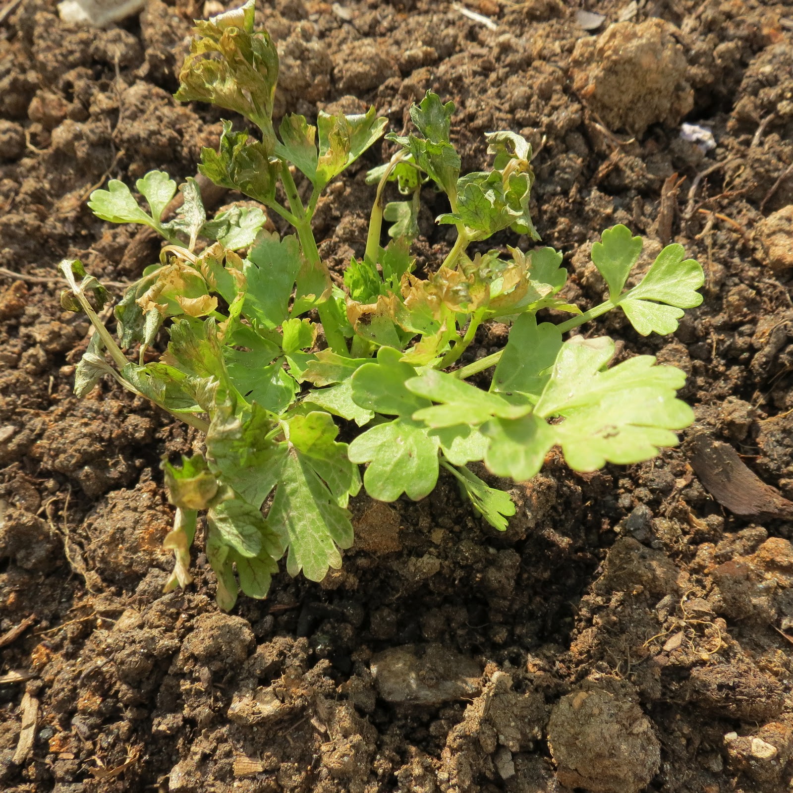 The Rusted Vegetable Garden
