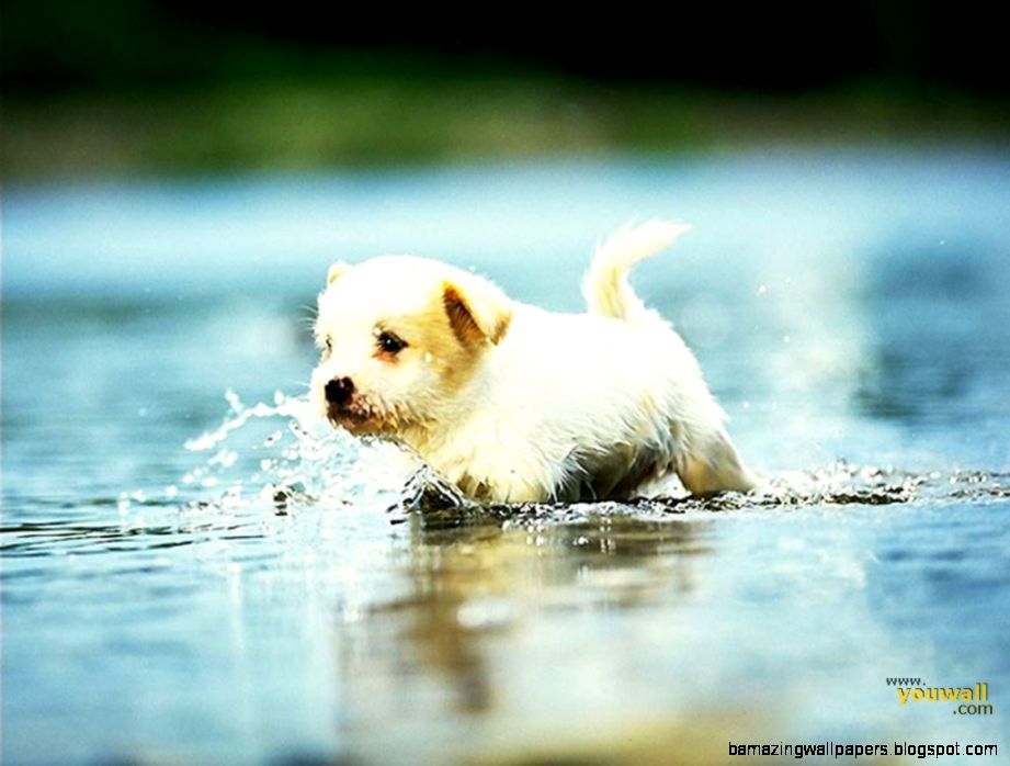 Cute Puppy Wallpapers Hd Gallery Cute Puppy Wallpapers Hd Gallery