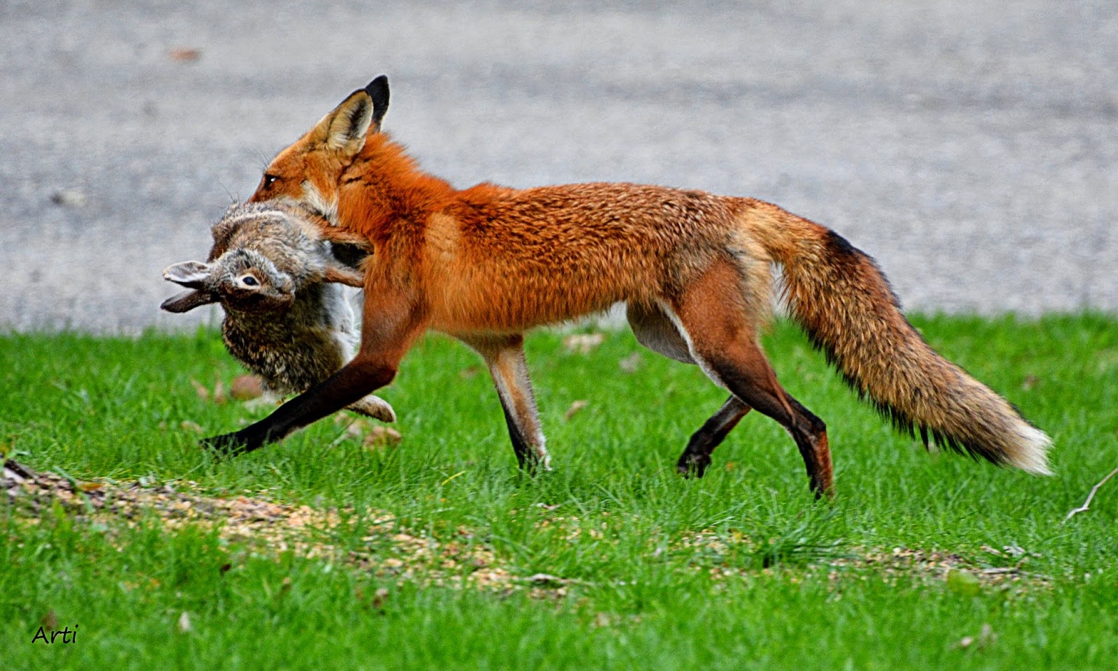 What can a fox bite in a dream What can a fox bite in a dream