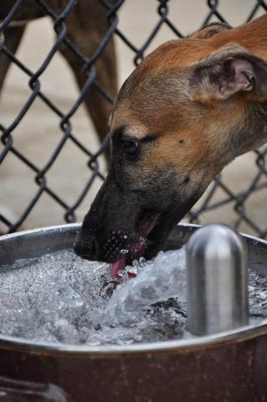 Dog Park Etiquette in Frederick, MD Kingsbrook Animal Hospital