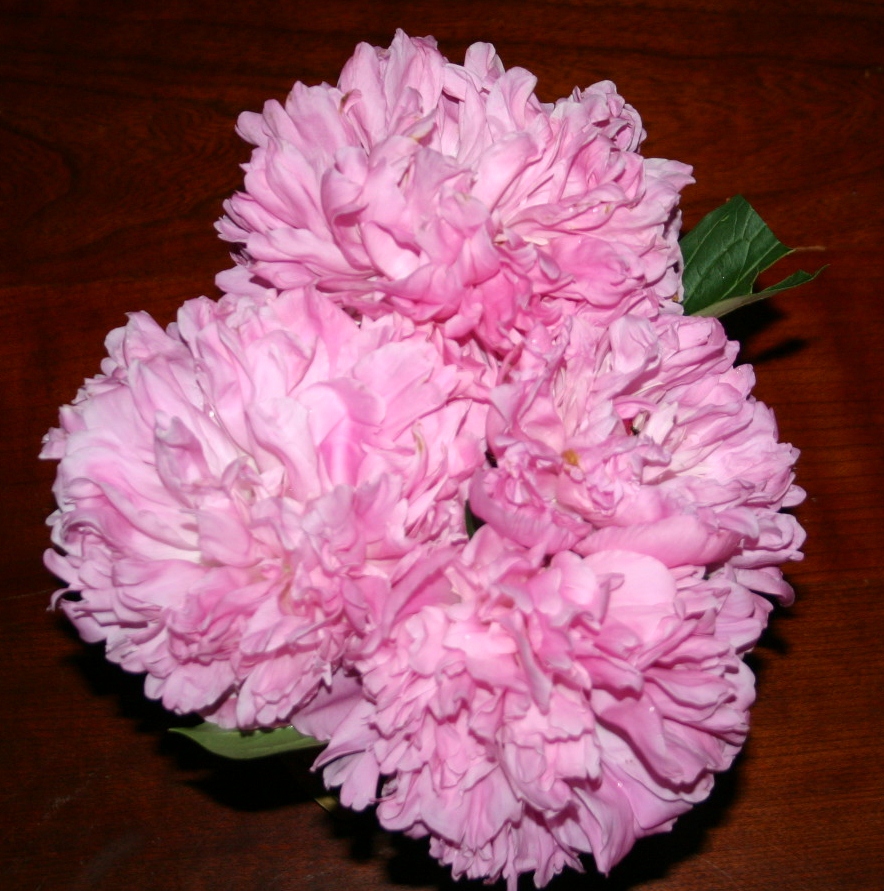 Sueraypole Com Shanty Irish