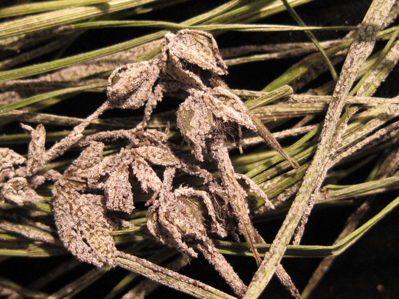 NCSU PDIC It Looks Like a Dog Threw Up in My Mulch Slime Molds