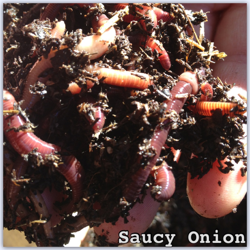 Saucy Onion Worm Farm arrives