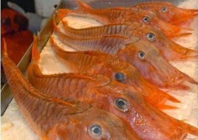 漁樂無窮 新加坡發現 外星怪魚 長相怪異奇特