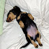 Health Problems in Dachshunds