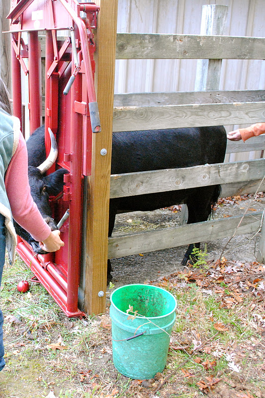 Adventures on Zephyr Hill Farm Holy Cow! The Head Gate Works Fine for