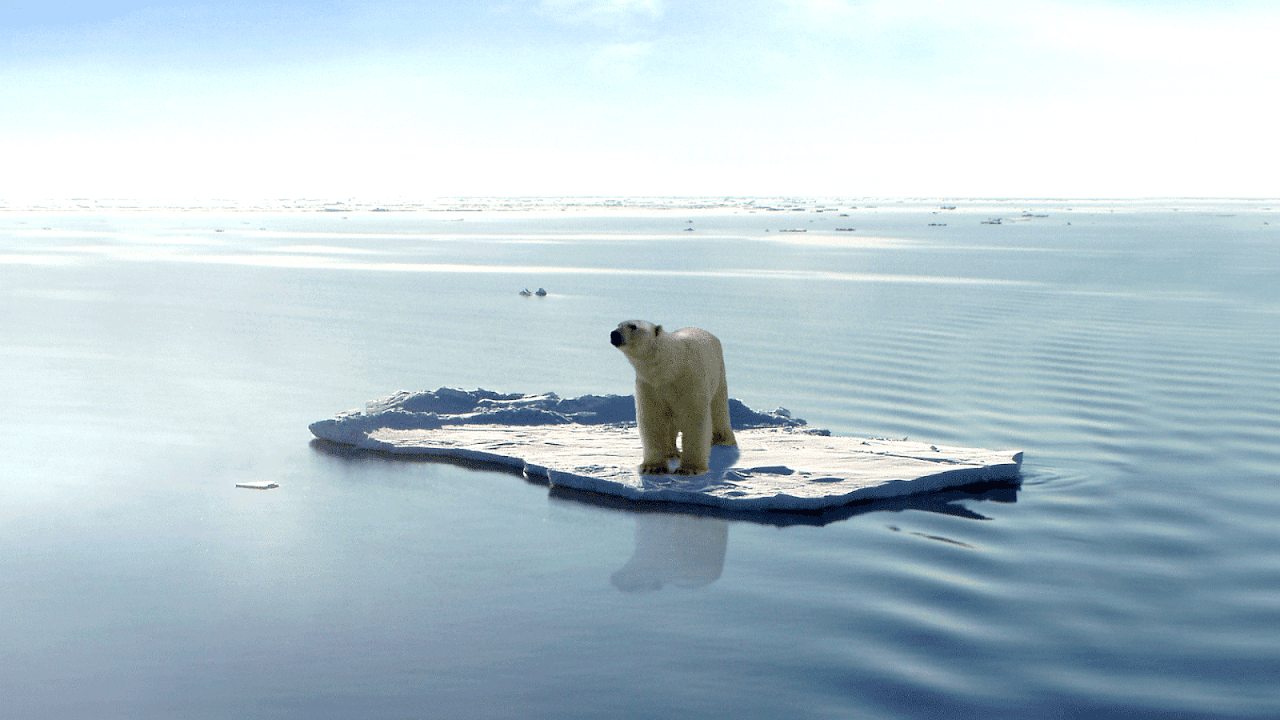 Polar Bear Dangerous - Danger Choices