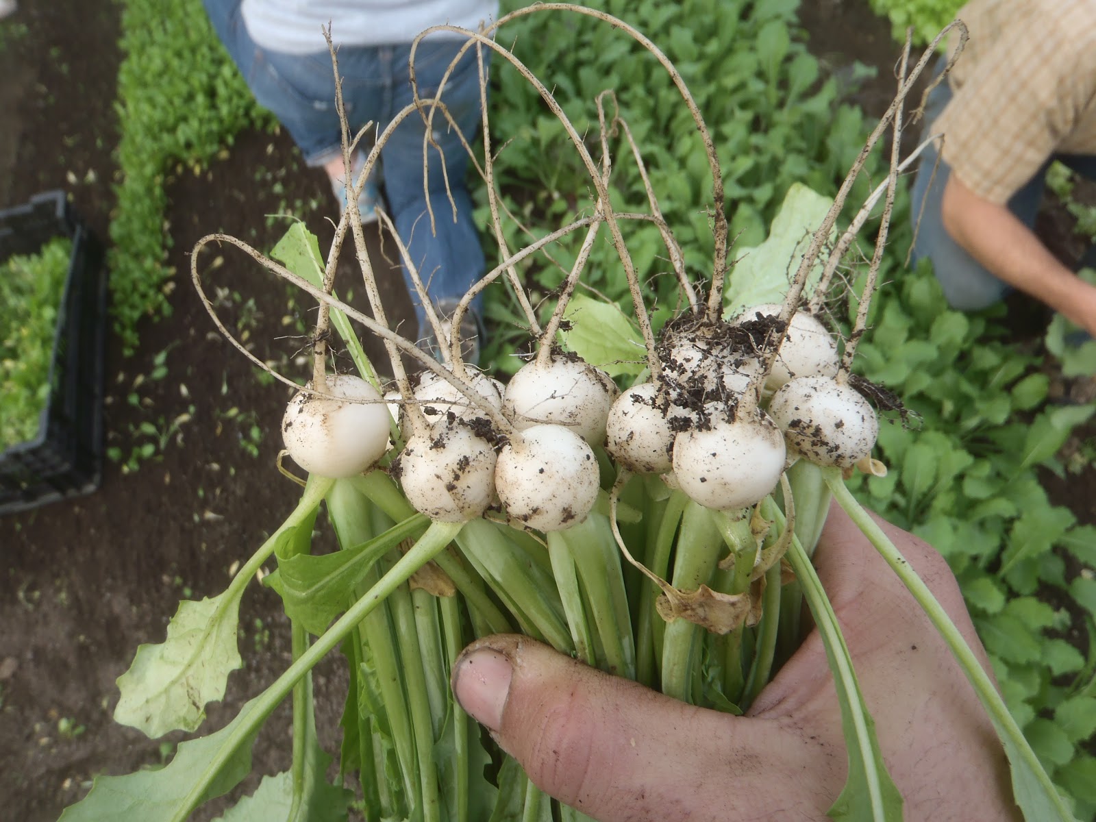 Have You Ever Picked A Carrot? Turnips Timing How choosing when to