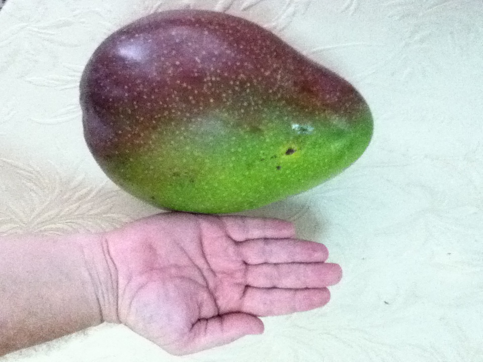 PUERTO RICO GALLERY Mango Gigante