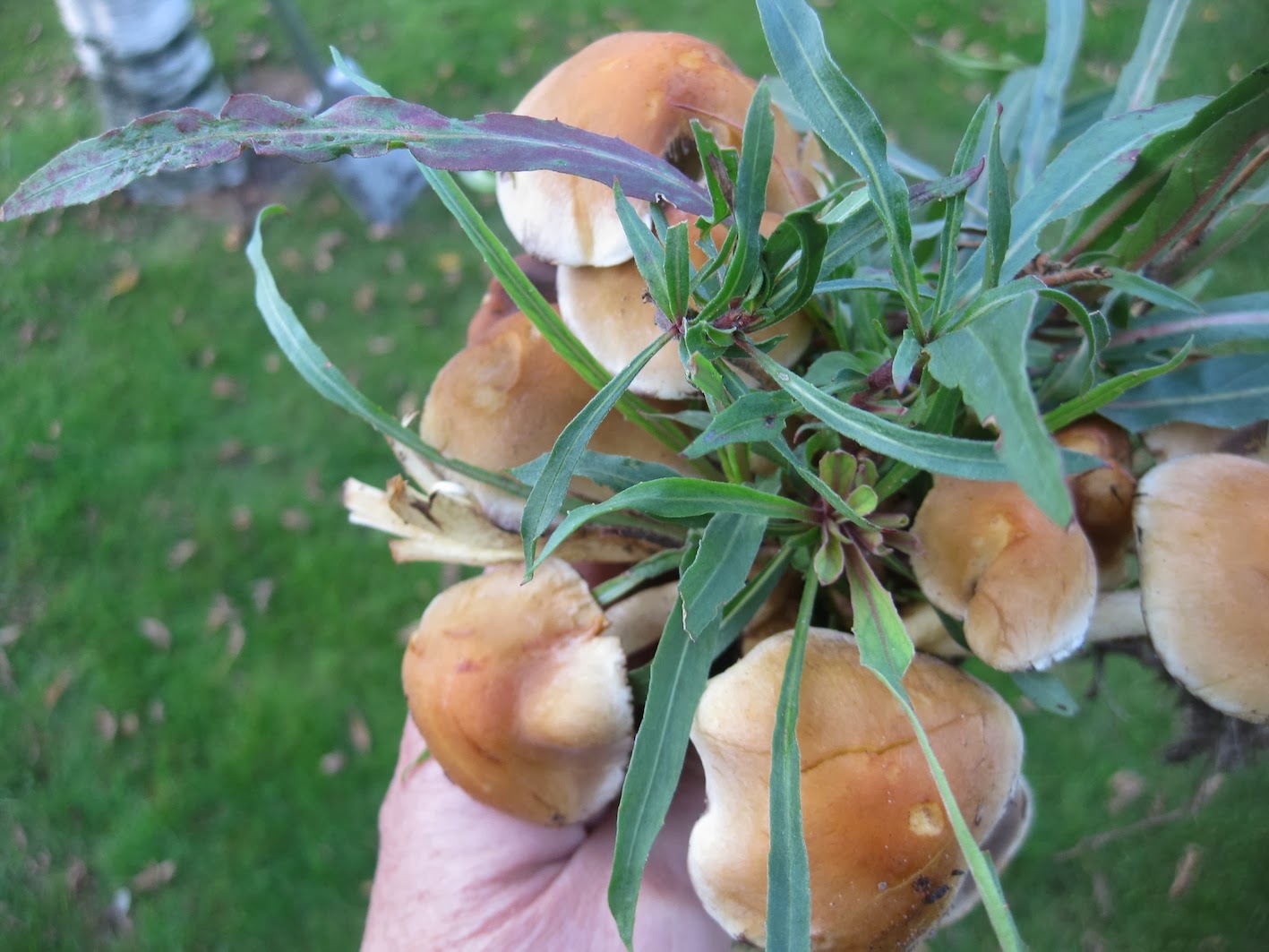 Pests And Diseases Of Box Hedging Plants Buxus Sempervirens The