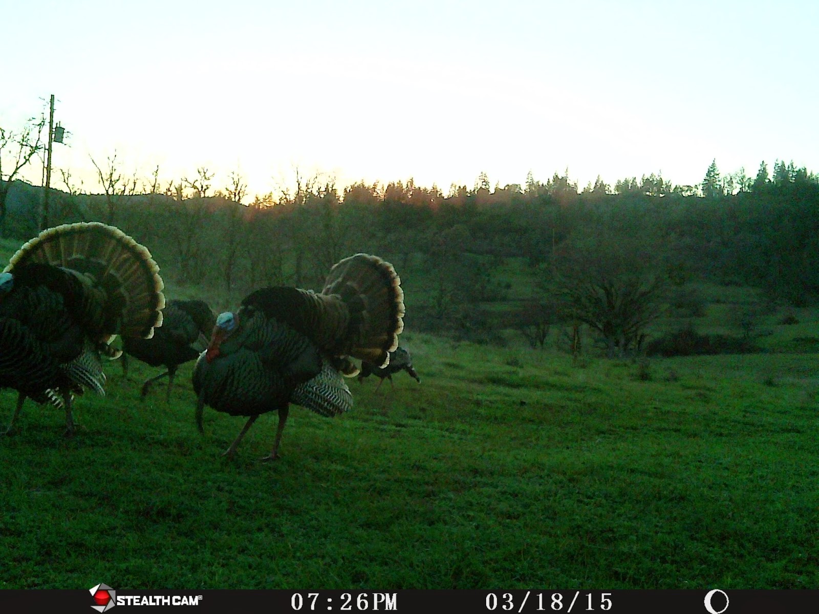 Klamath Basin and Rogue Valley Hunting Southern Oregon Blacktails
