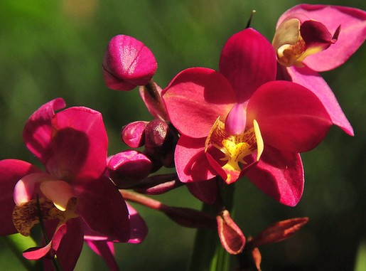 الزهور الجميلة - صفحة 2 Red+orchid+flower+picture