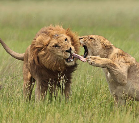 Lion+fighting