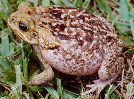 Mitos Urbanos: El Sapo