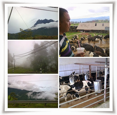 SABAH : @ MERSILAU DAIRY FARM