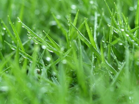 ARTE Y JARDINERÍA : El césped y las plantas cubresuelos