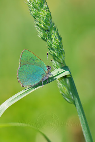 Callophrys rubi