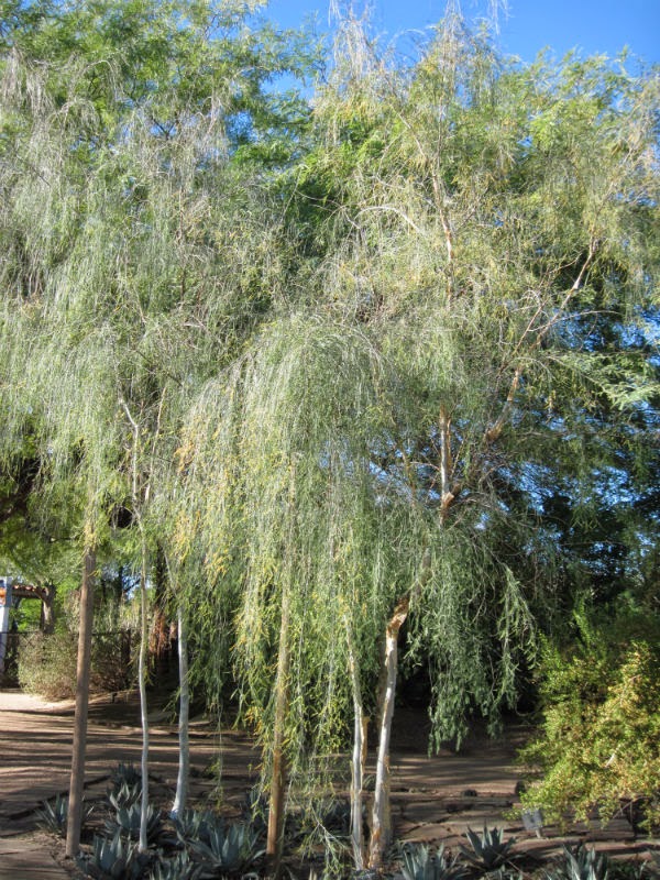 palo blanco tree fabulous calphotos lysiloma candidum palo blanco with palo blanco tree trees palo blanco tree fabulous calphotos lysiloma candidum palo blanco with palo blanco tree trees