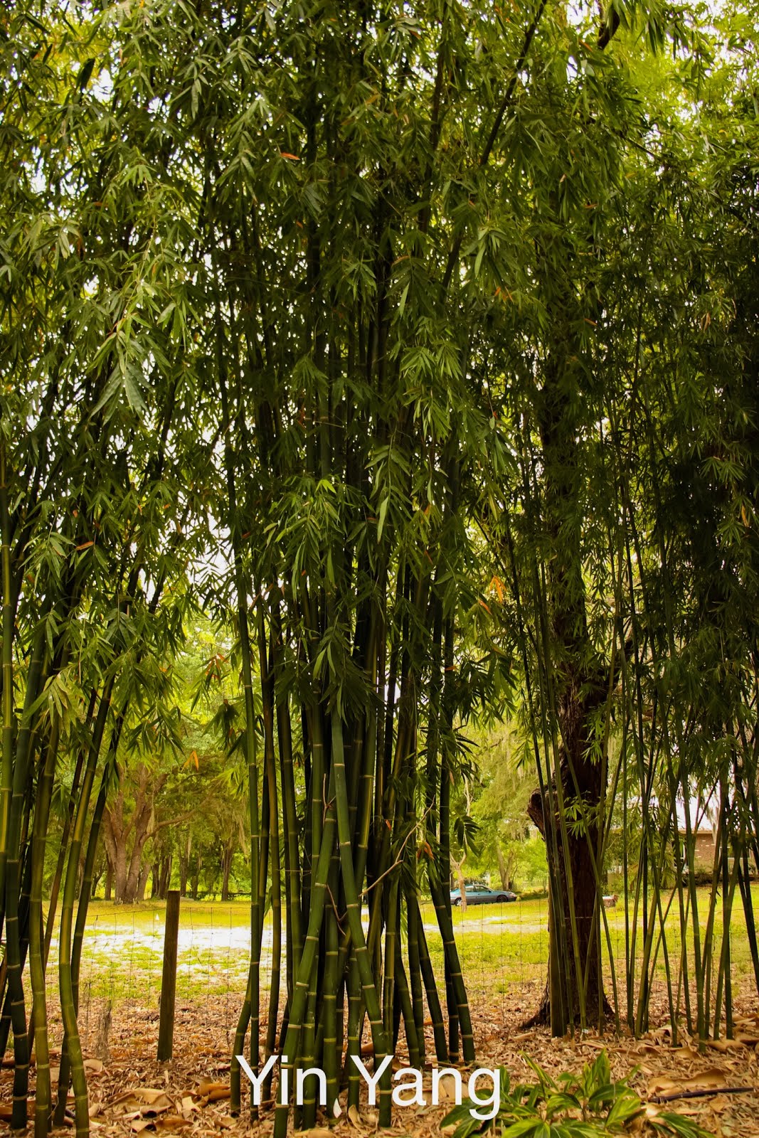 Beautiful Bamboo Discounted Prices on Select Bamboos