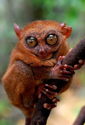 Tarsier | Animal Wildlife