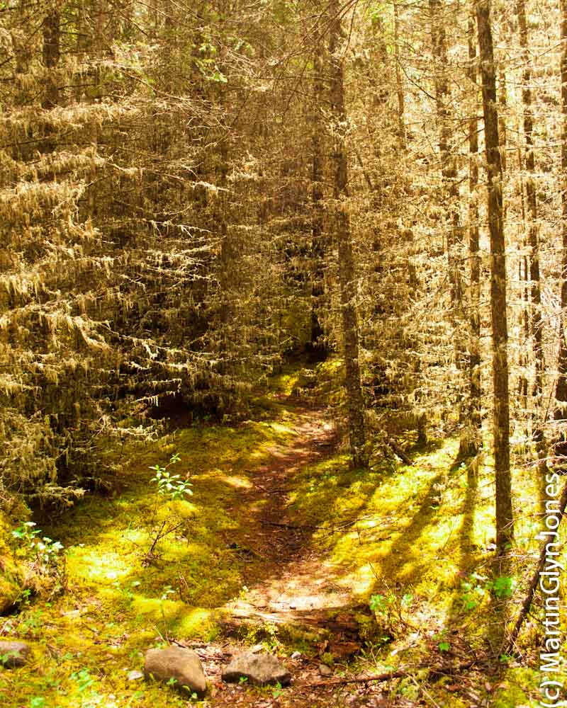 Kananaskis Village Hiking at Ribbon Creek Day use area Marty's Road Trip