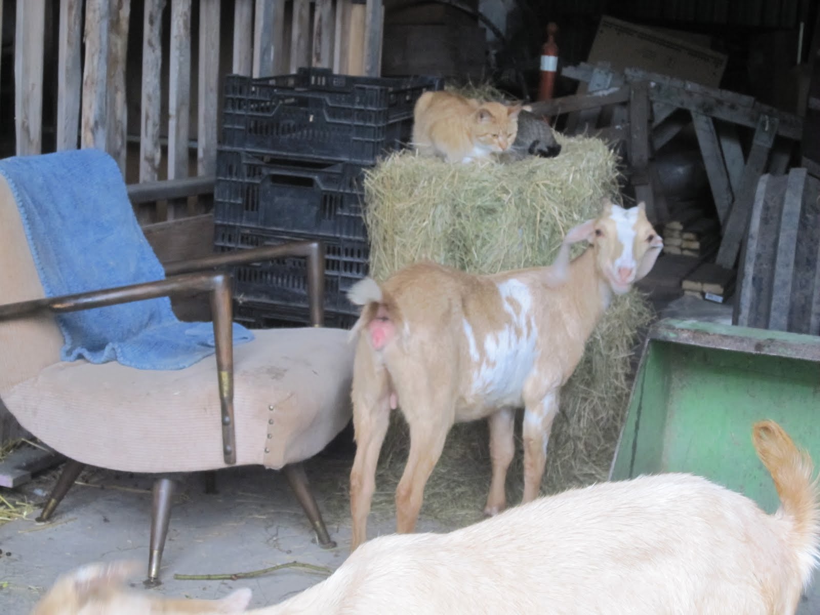 Aagaard Farms THE VINE Goats and Kitties, Hanging in the Rain