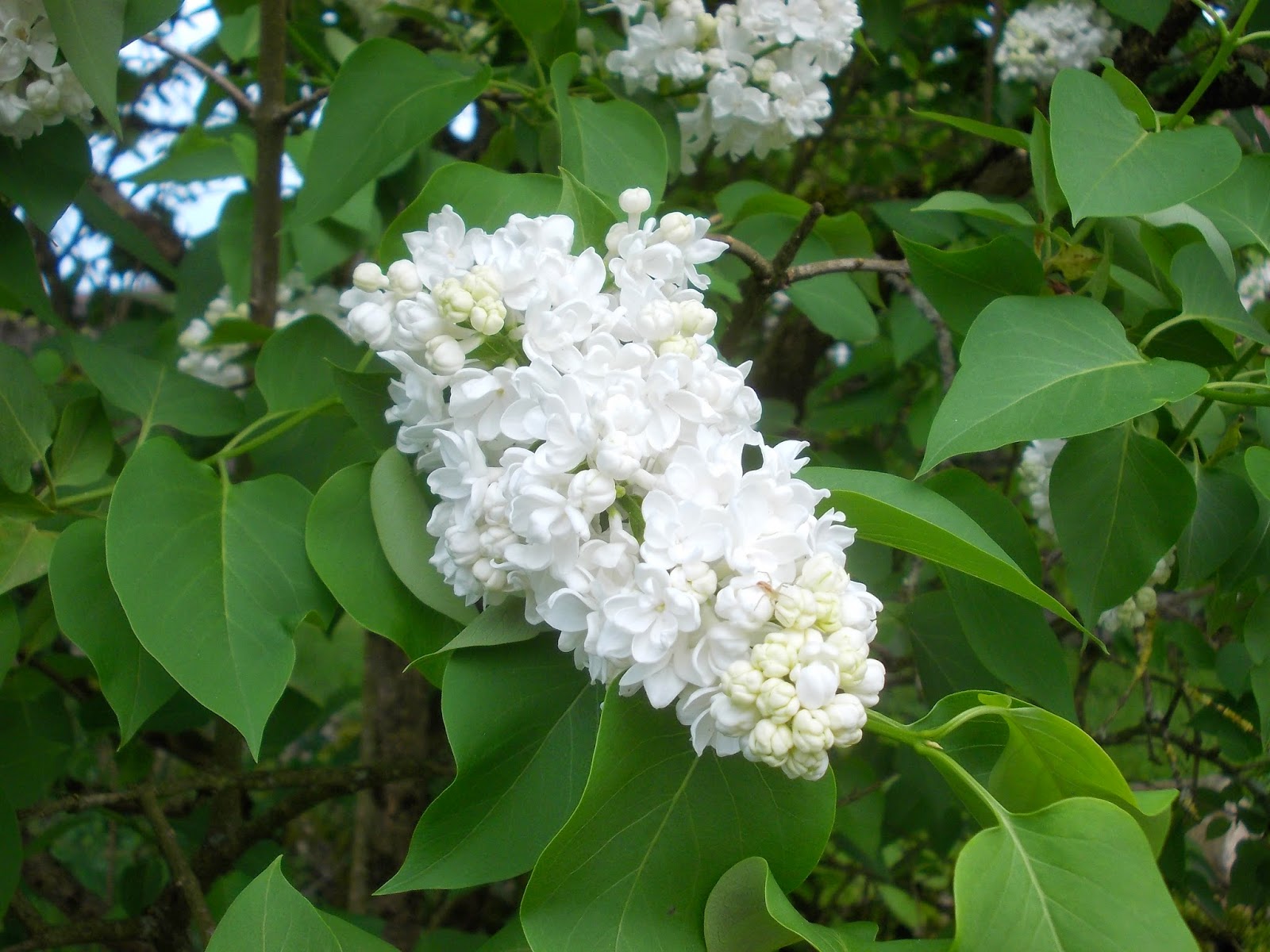 Otchipotchi White Syringa Vulgaris