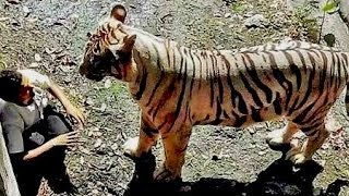 Tiger Kills a Student on 23.Sept.2014