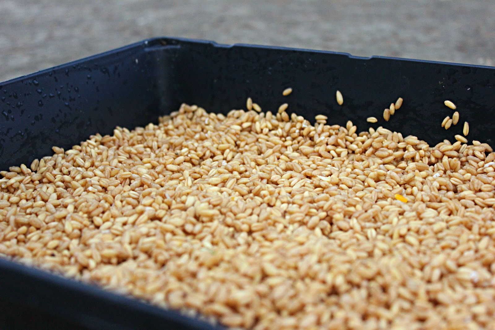 To Sing With Goats Fodder Tutorial! AKA How To Sprout Grain for