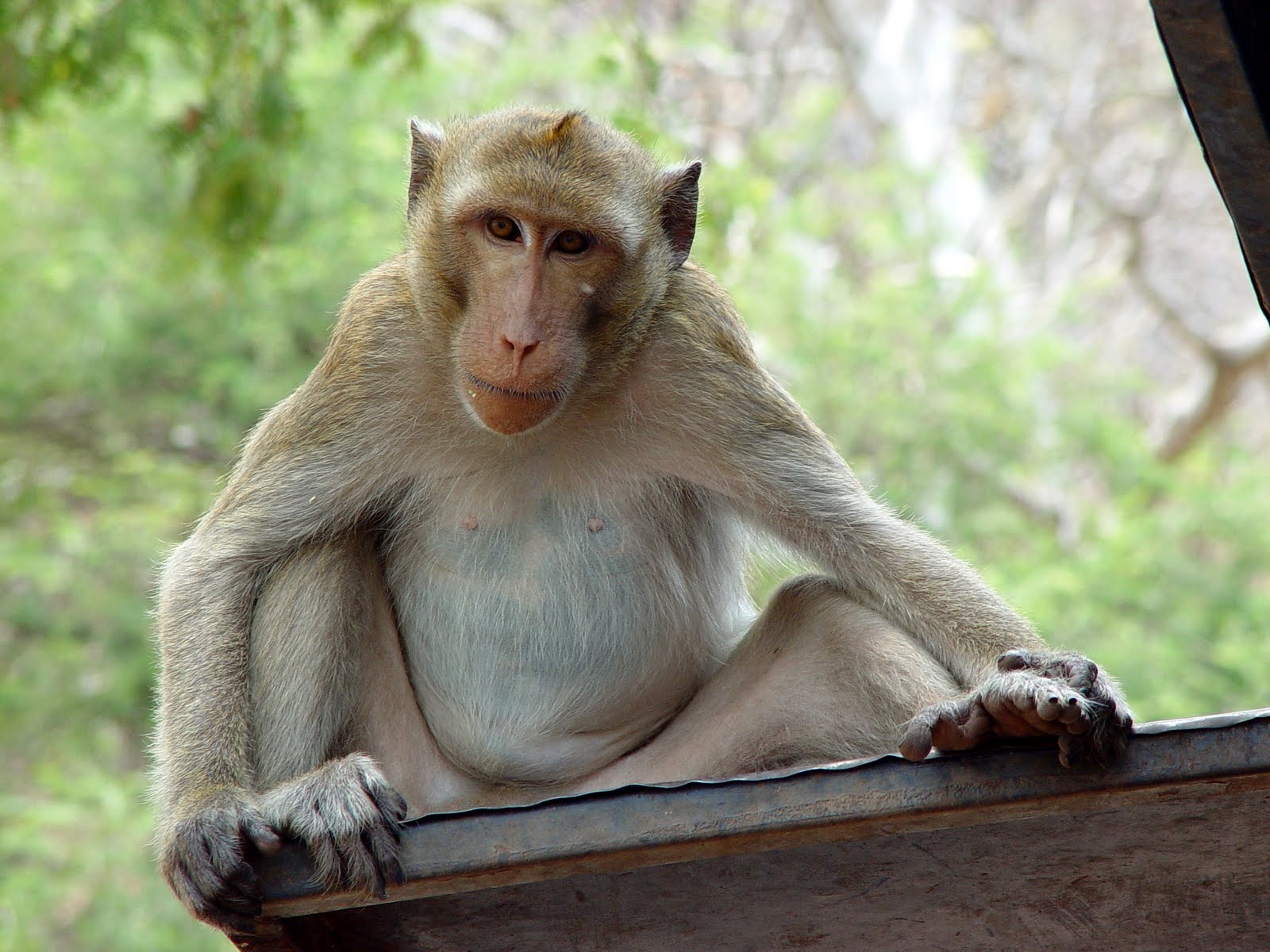 Funny baboon wallpaper |Funny Animal