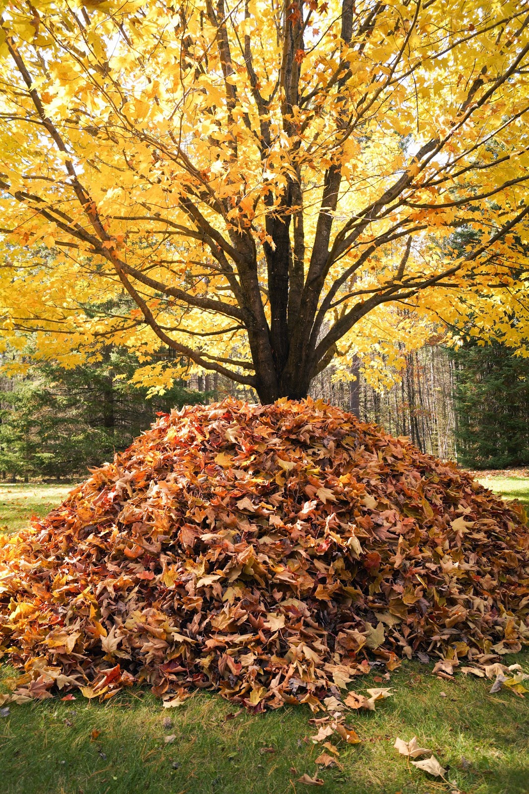 live.life.create.art A BIGGER leaf pile!