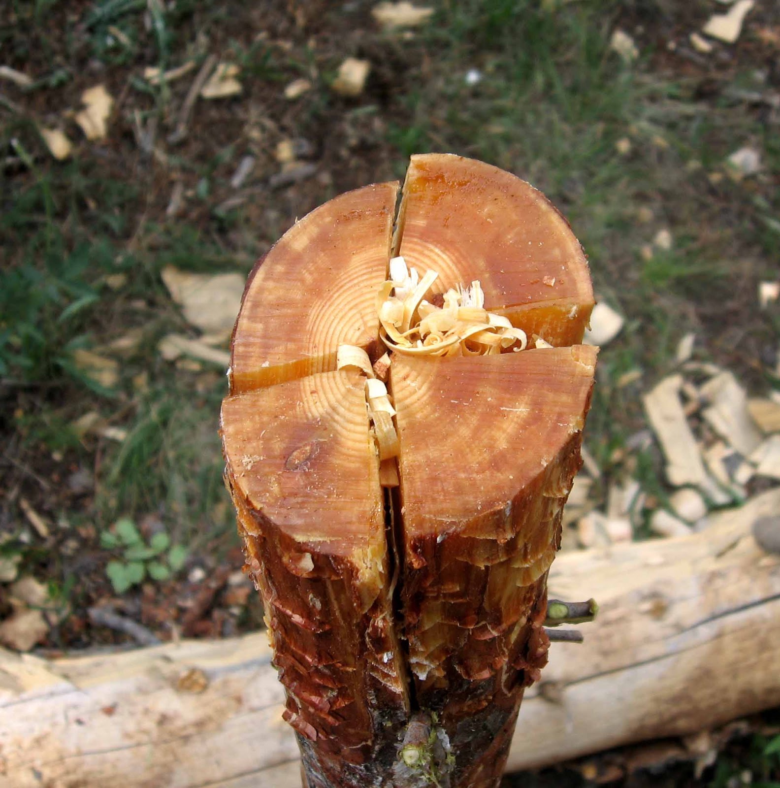 Rocky Mountain Bushcraft Wilderness Survival How to make a Pine Knot