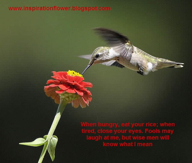 Beautiful Birds Wallpapers with Inspiration Quotes Photo Quotes