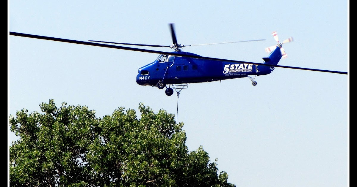 Eastern blue bird image