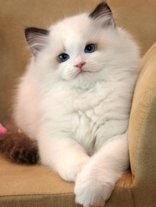Ragdoll Cats Species Picture | Fun Animals Wiki, Videos, Pictures, Stories