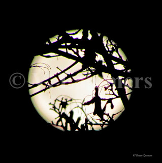 Full Moon behind branches