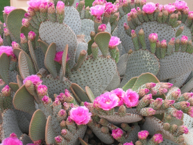 Pink Crown Cactus