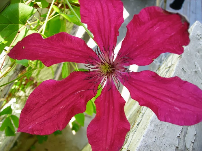 My Clematis lived!