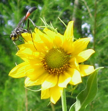 Ginny Wasp
