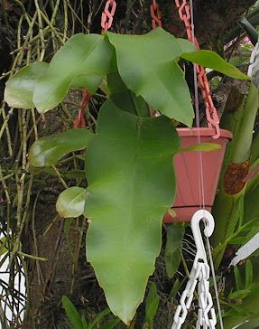 Cactus orquídea epiphyllum Dama da noite
