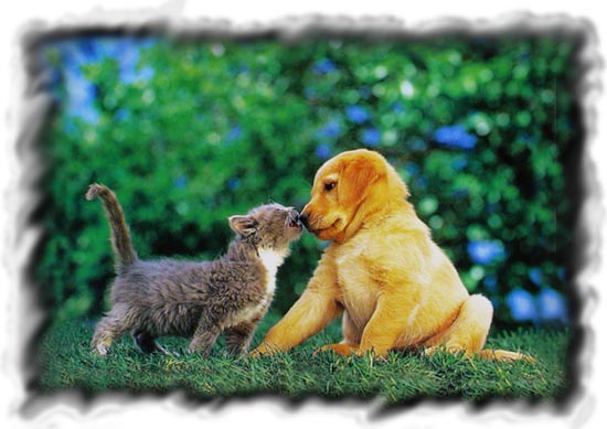 hund und katze süß