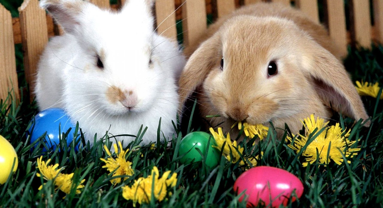 Desktop Backgrounds Easter Bunnies Desktop Backgrounds Easter Bunnies